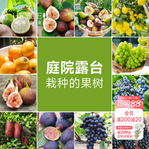 果树果苗盆栽葡萄柠檬