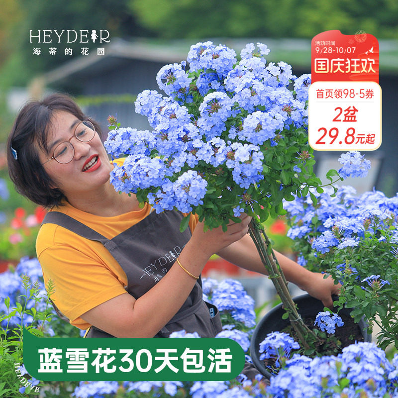 海蒂的花园蓝雪花盆栽耐热阳台可爬藤四季好养易活花卉植物室内花图片