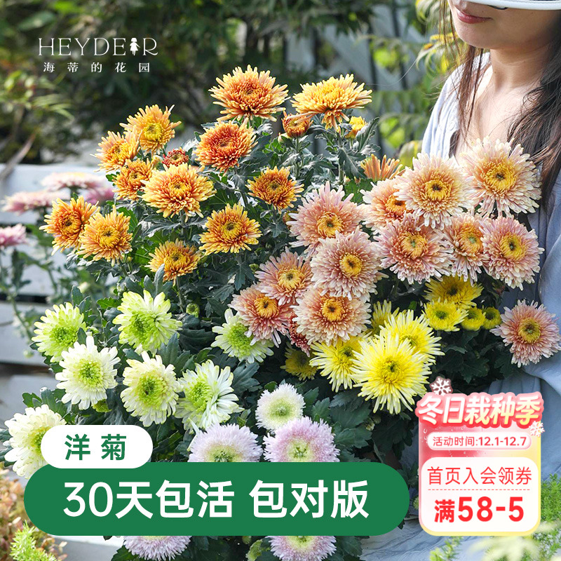 海蒂的花园菊花盆栽洋菊带花苞