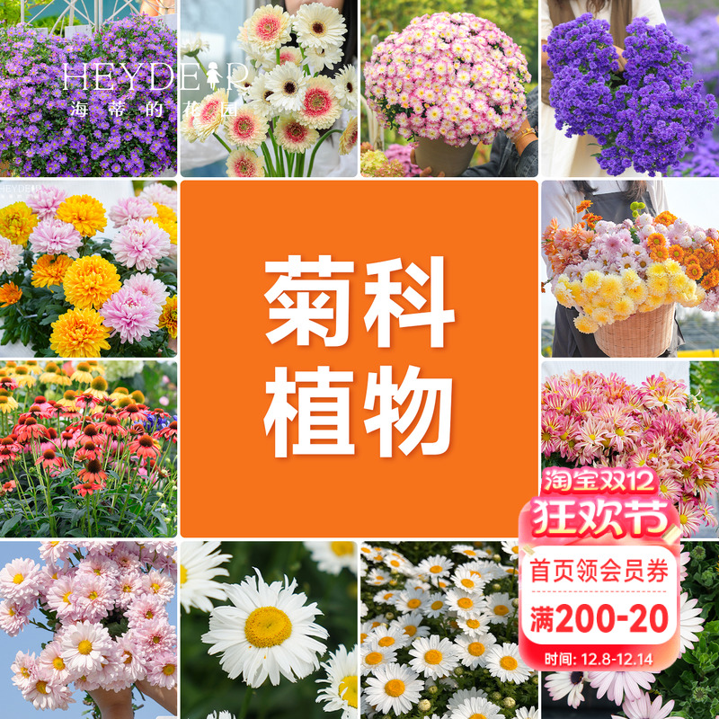 海蒂的花园球菊洋菊菊花盆千头菊菊花苗耐热带花苞阳台花园植物