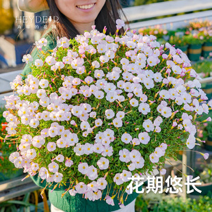 海蒂的花园成都总店酢浆草盆栽苗易开花阳台栽种庭院花卉植物海妈