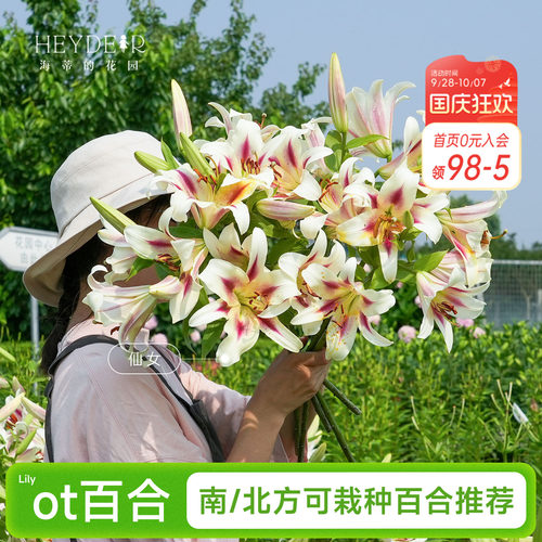 OT百合种球品种推荐进口球根