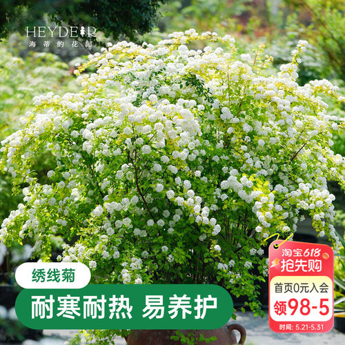 海蒂的花园绣线菊黄金喷泉庭院