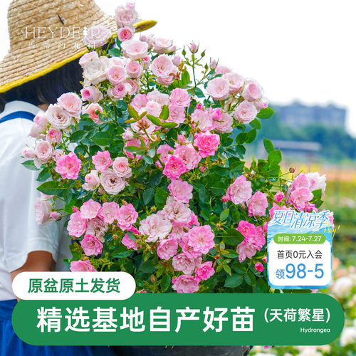 海蒂的花园天荷繁星微型月季