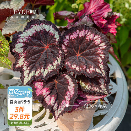 海蒂的花园秋海棠盆栽竹节海棠阳台室外室内客厅桌面绿植观叶植物