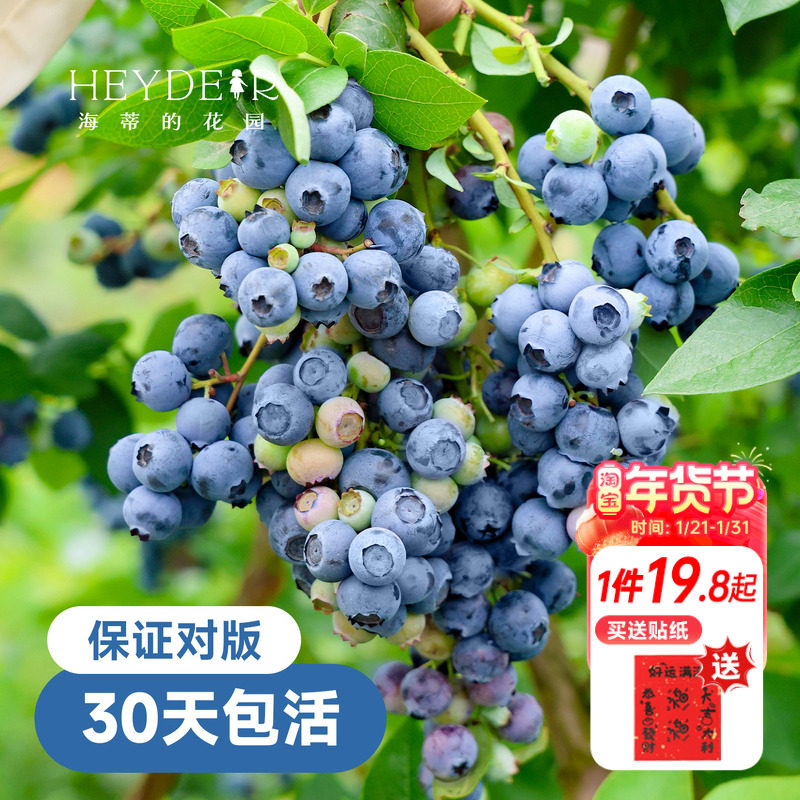 海蒂的花园蓝莓树果苗盆栽果树南方北方带阳台庭院地栽苗海妈家,鲜花速递/花卉仿真/绿植园艺,果树,淘宝优惠券,粉丝福利购,淘宝优惠卷