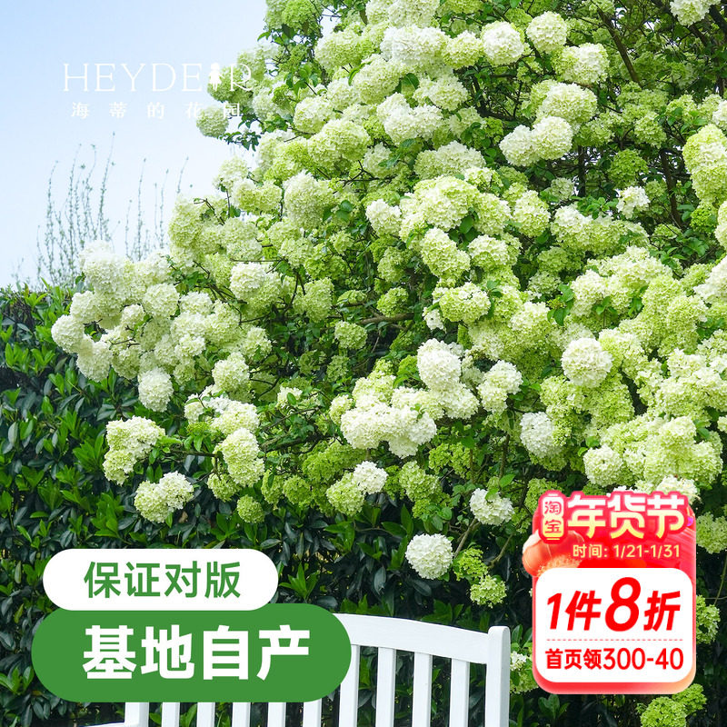 海蒂的花园中华木绣球斗球耐寒花卉盆栽欧洲木绣球树苗绣球花苗,鲜花速递/花卉仿真/绿植园艺,绣球/木绣球/木本植物,淘宝优惠券,粉丝福利购,淘宝优惠卷