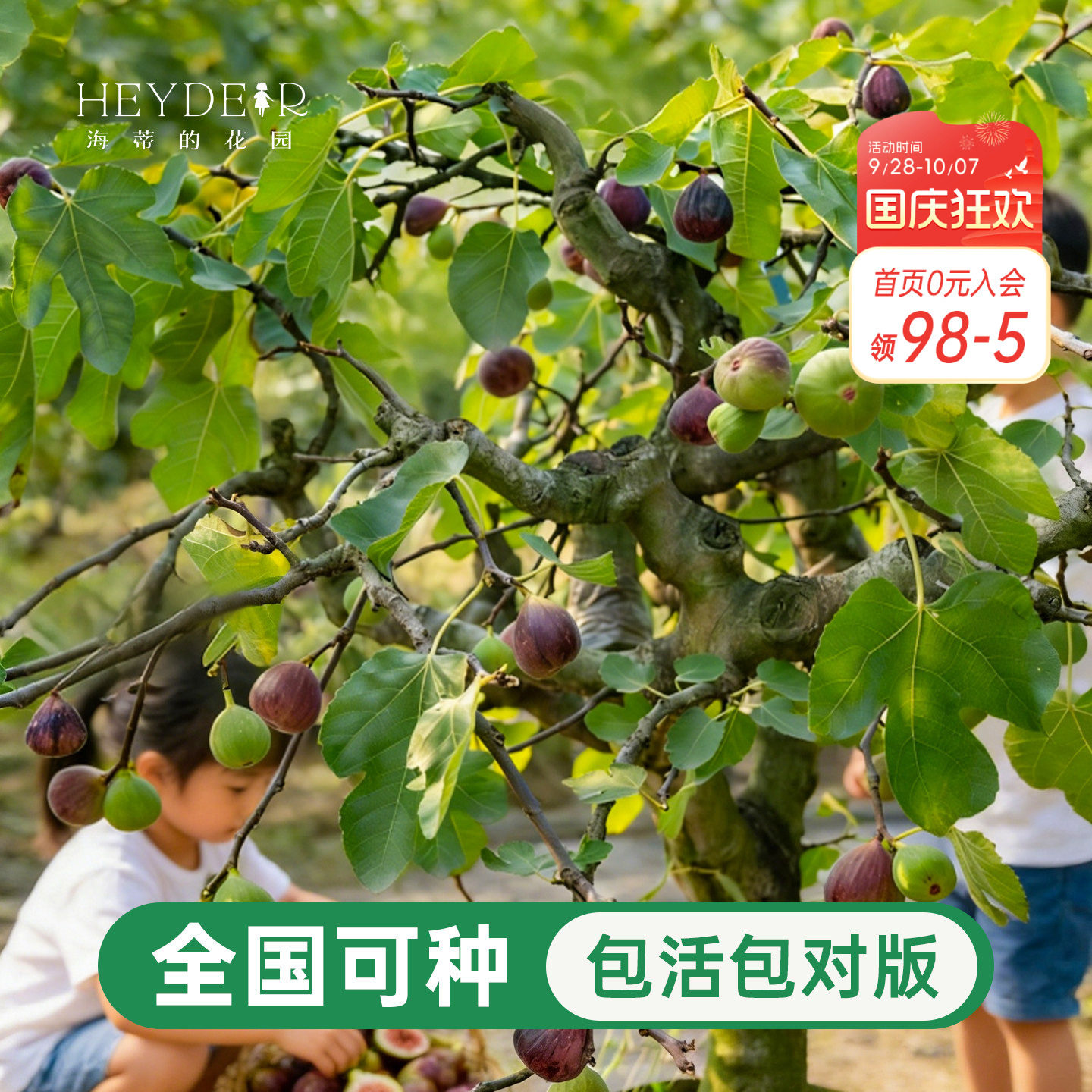 海蒂的花园无花果树果苗盆栽当年结果南北方可种大果布兰瑞克耐寒