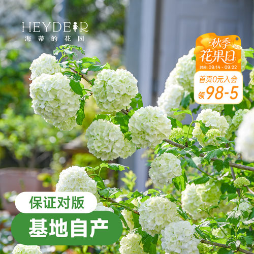 海蒂的花园欧洲木绣球花卉植物庭院露台庭院盆栽树苗耐寒绣球花苗