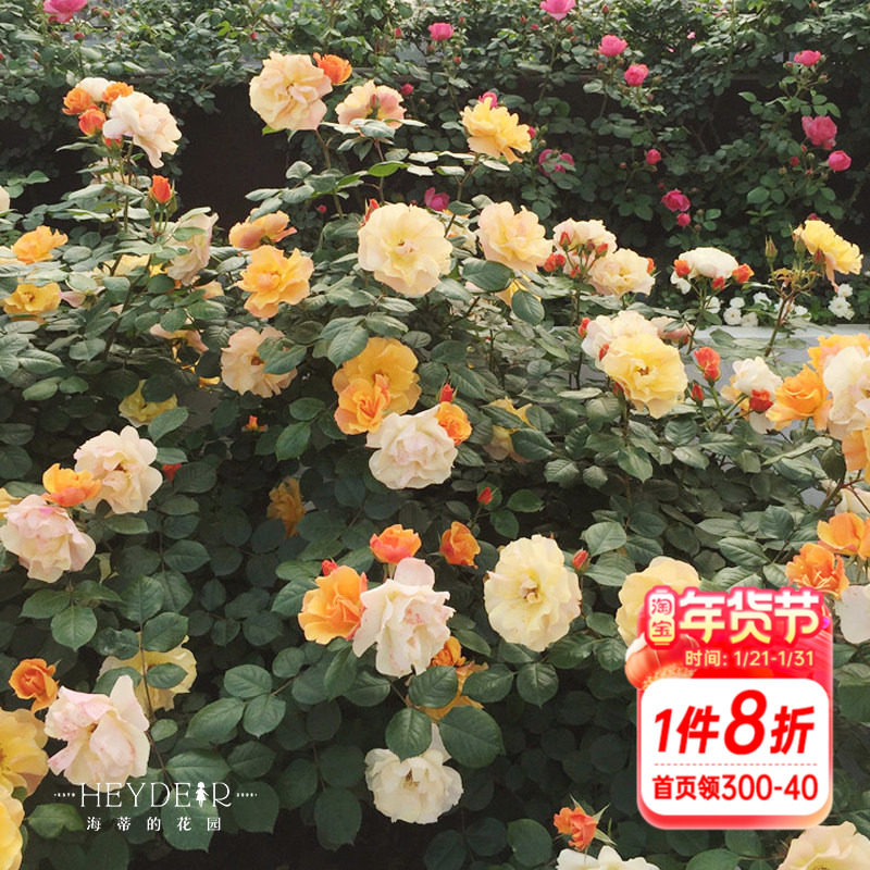 海蒂的花园  龙舌兰酒直立月季阳台庭院抗病复花长势好植物盆栽苗,鲜花速递/花卉仿真/绿植园艺,月季/蔷薇/玫瑰,淘宝优惠券,粉丝福利购,淘宝优惠卷