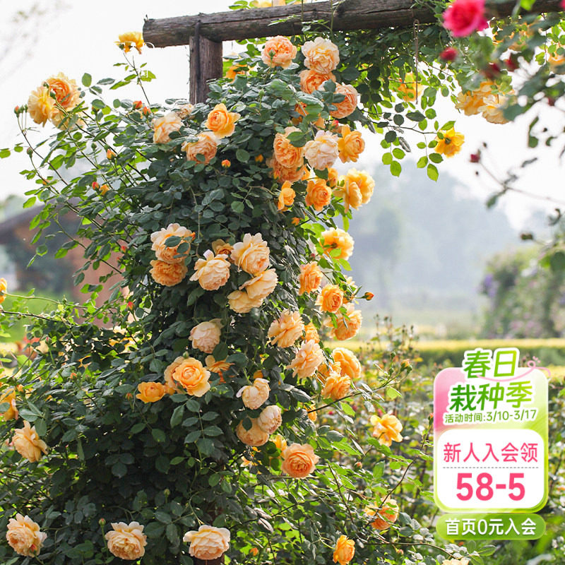 海蒂的花园黄金庆典爬藤月季欧月攀援有香味包子型花量大多季开花