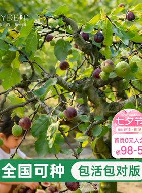 海蒂的花园无花果树果苗盆栽大果