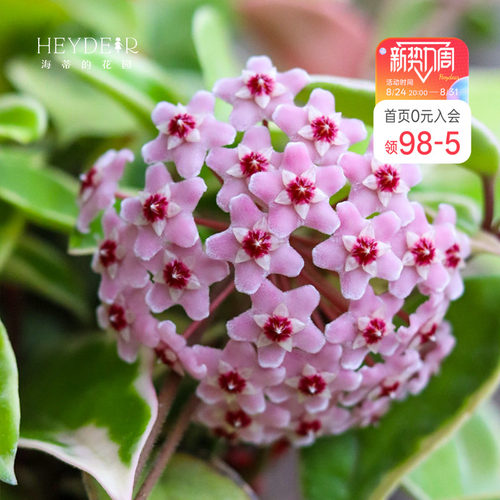 海蒂的花园成都总店花叶球兰银斑盆栽花卉绿植阳台庭院栽种海妈