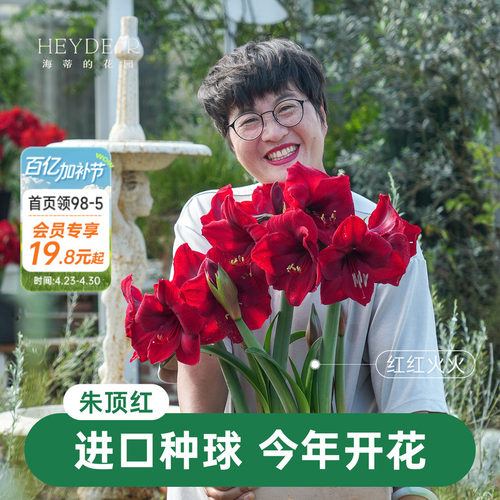【小红书10万人种草】进口朱顶红