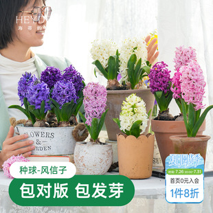 海蒂的花园风信子种球阳台水培盆栽地栽球根花卉植物庭院花园海妈