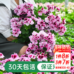 海蒂的花园天竺葵盆栽花苗垂吊大花重瓣四季花卉室内阳台植物绿植