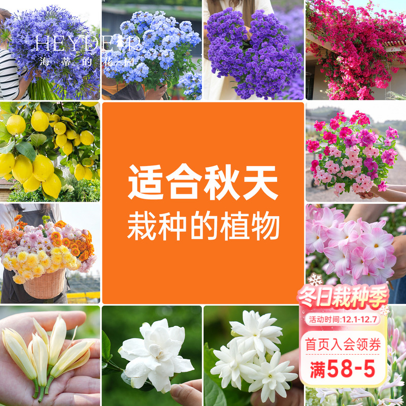 适合夏天栽种的阳台花园植物