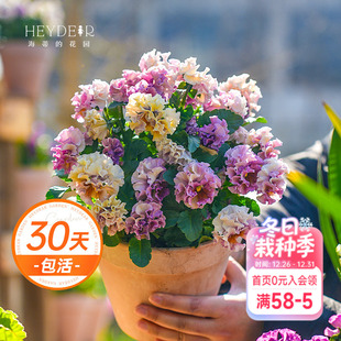 海蒂 花园角堇花苗皱边小兔子冬春开花阳台庭院花卉植物盆栽苗