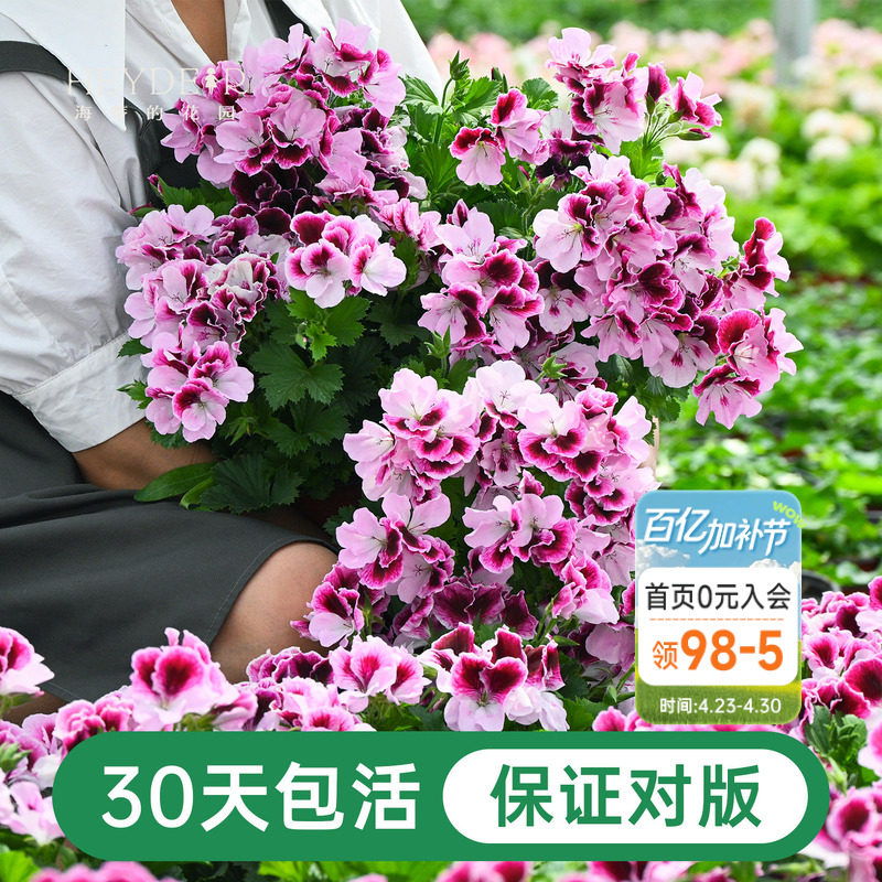 海蒂的花园天竺葵盆栽花苗垂吊大花重瓣四季花卉室内阳台植物绿植