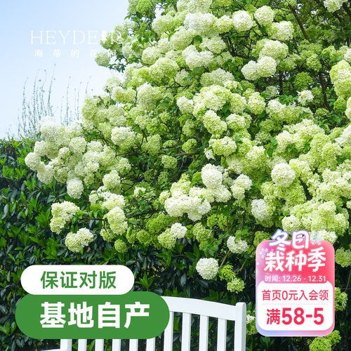 中华木绣球【小红书10万人种草】