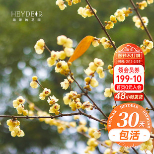 海蒂的花园 腊梅树苗盆栽冬季耐寒花卉植物盆栽庭院好养开花植物