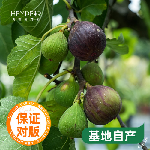 海蒂的花园水果树苗无花果