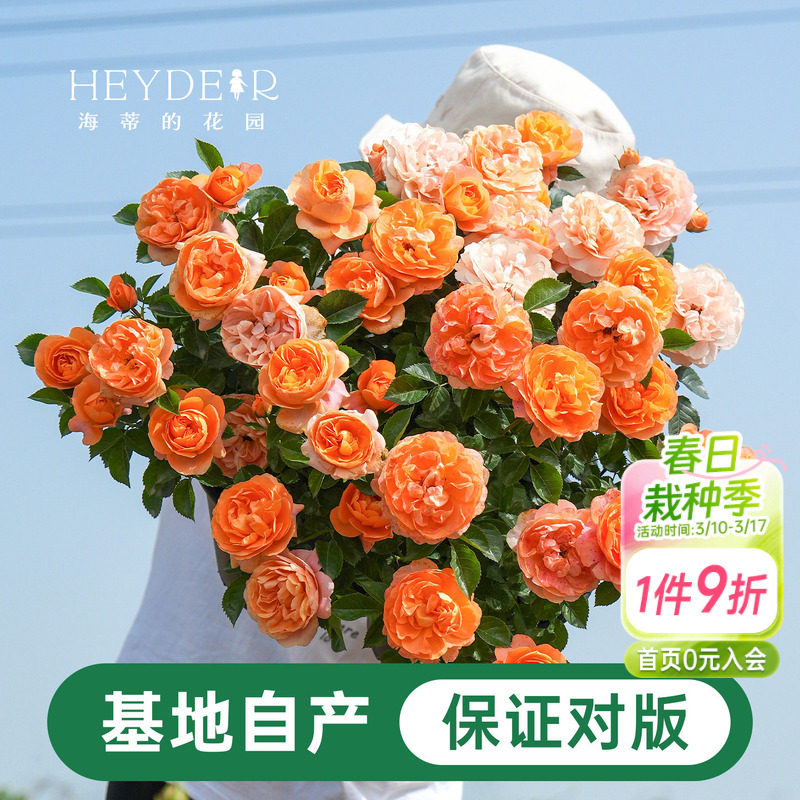 海蒂的花园月季花苗盆栽小苗爬藤玫瑰果汁阳台多季开花地栽花苗