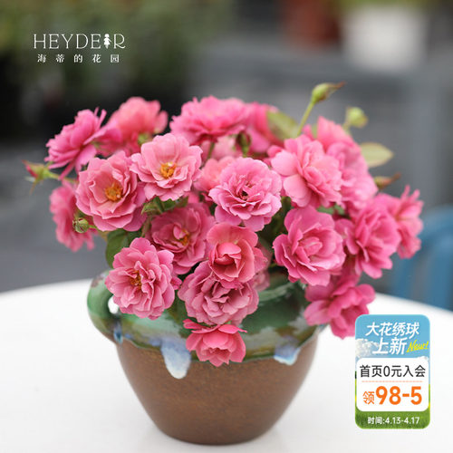 海蒂的花园复古色露台盆栽苗灌木