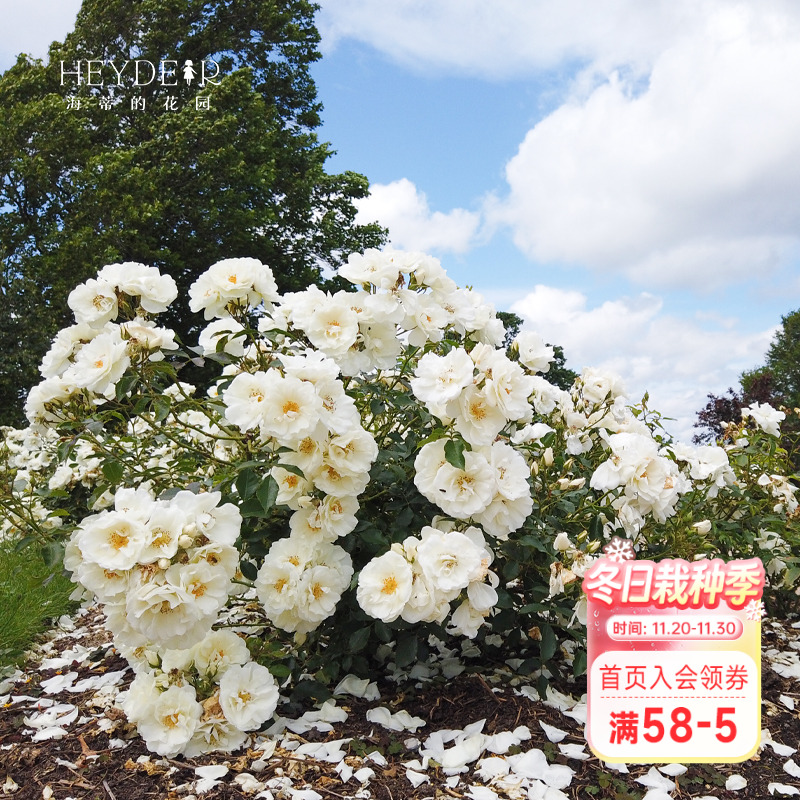 海蒂的花园直立冰山花大花卉植物