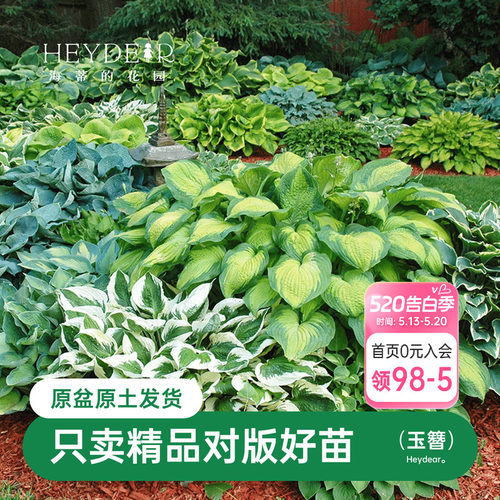玉簪耐阴观叶庭院宿根植物