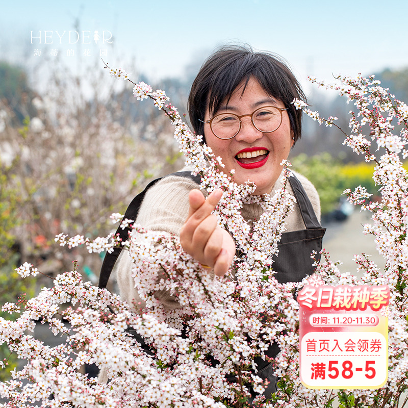 易养易活春季易爆花绣线菊喷雪花