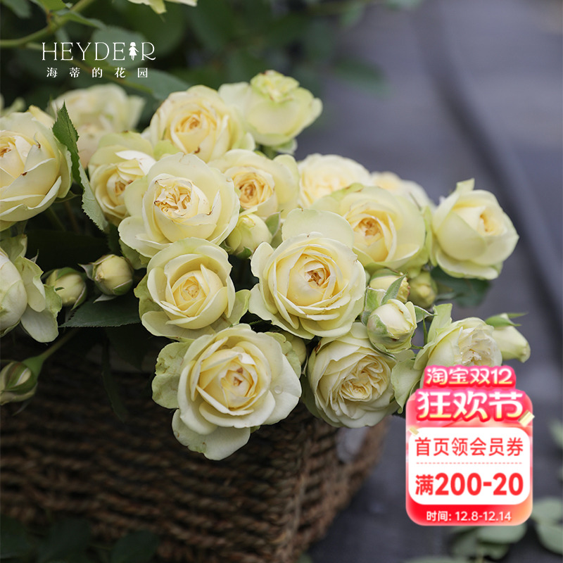 海蒂的花园奶油龙沙单朵花期长