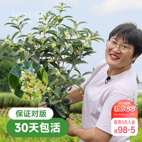 海蒂的花园桂花树苗四季桂盆栽