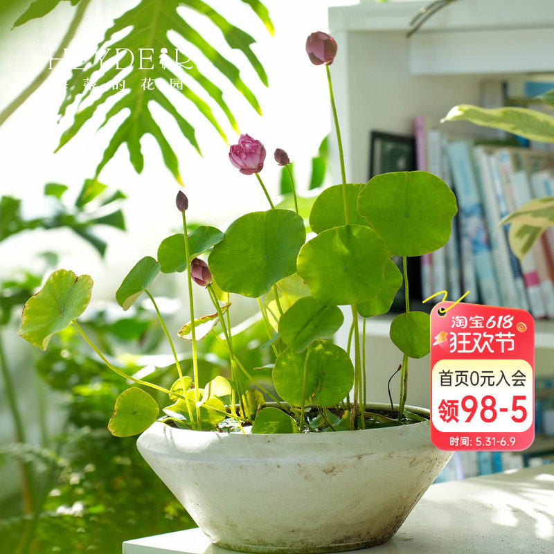 海蒂的花园 碗莲种藕荷花水培植物新手莲花可缸养庭院水生植物