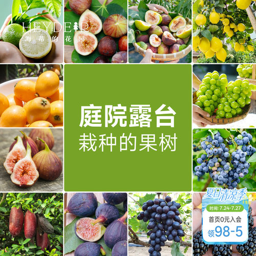 海蒂的花园 果树盆栽香水柠檬葡萄无花果好养果量大庭院易活果苗