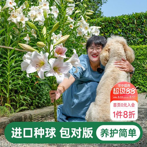 海蒂的花园百合种球重瓣香水