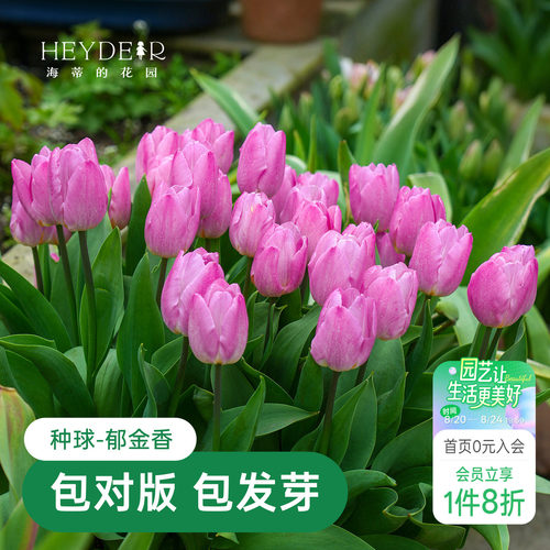 早春开花精灵新手好养郁金香