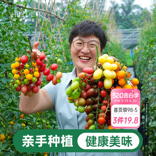 海蒂的花园番茄苗盆栽秧苗青甜2号釜山88千禧阳台蔬菜苗果蔬海妈