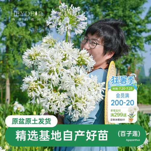 海蒂的花园百子莲圣母皇太后多年生植物阳台庭院花卉植物盆栽