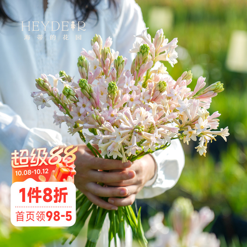海蒂的花园晚香玉种球月下香夜来香庭院露台室外阳台盆栽花卉植物