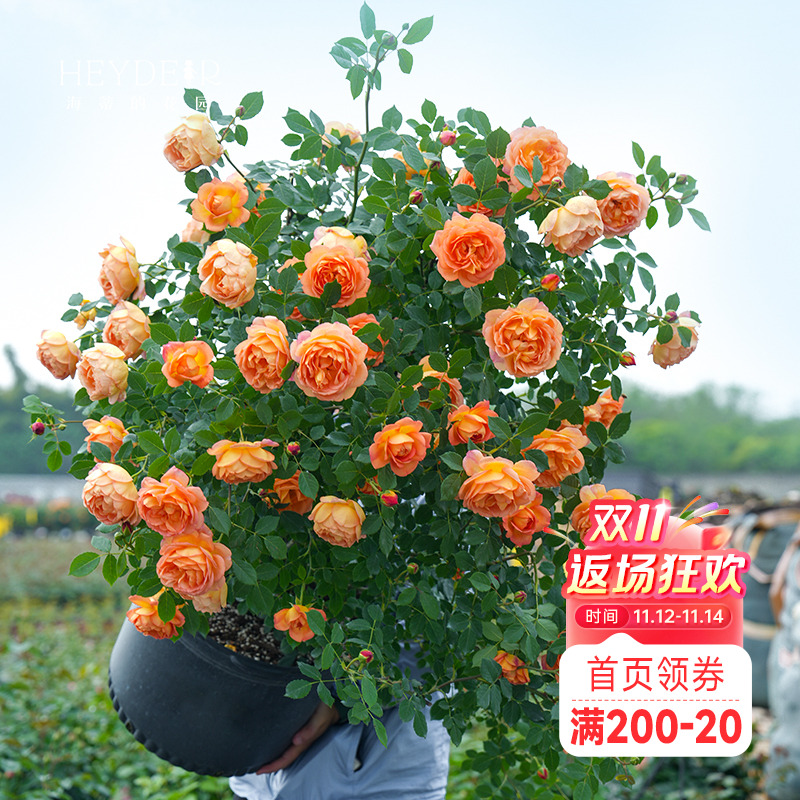 海蒂的花园夏洛特夫人奥斯汀月季