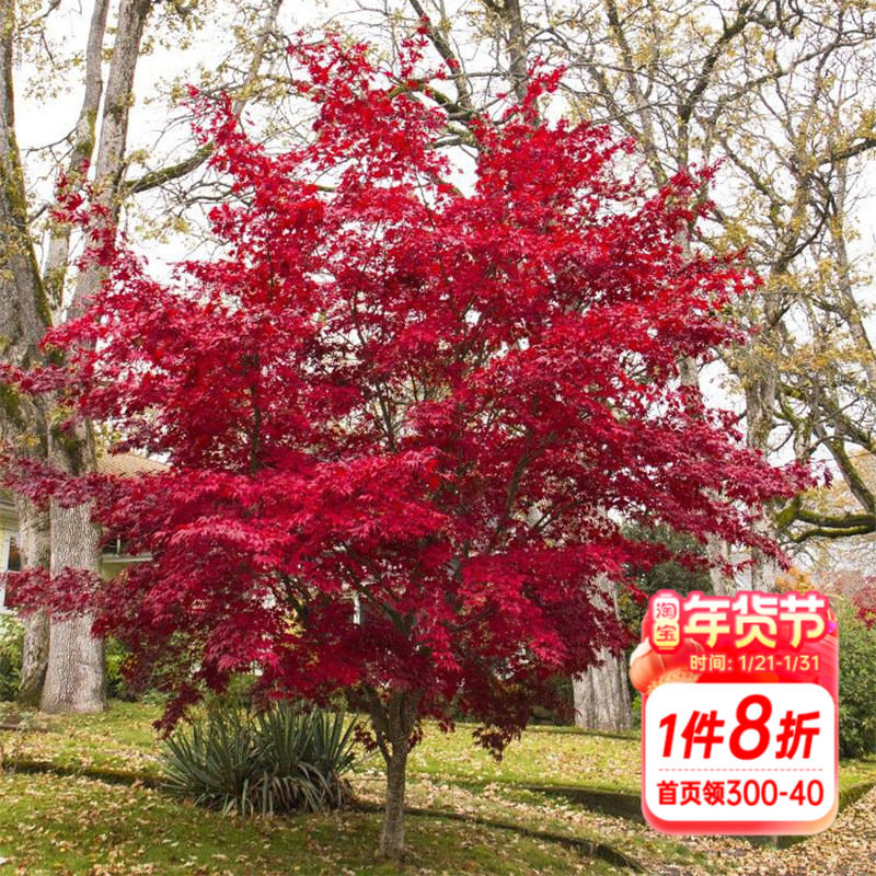 海蒂的花园 红叶枫树苗庭院园林景观风景树室外地栽盆栽观叶植物,鲜花速递/花卉仿真/绿植园艺,绣球/木绣球/木本植物,淘宝优惠券,粉丝福利购,淘宝优惠卷