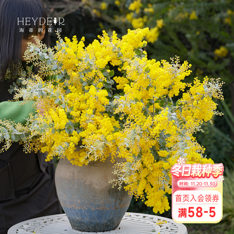 银叶金合欢海蒂的花园