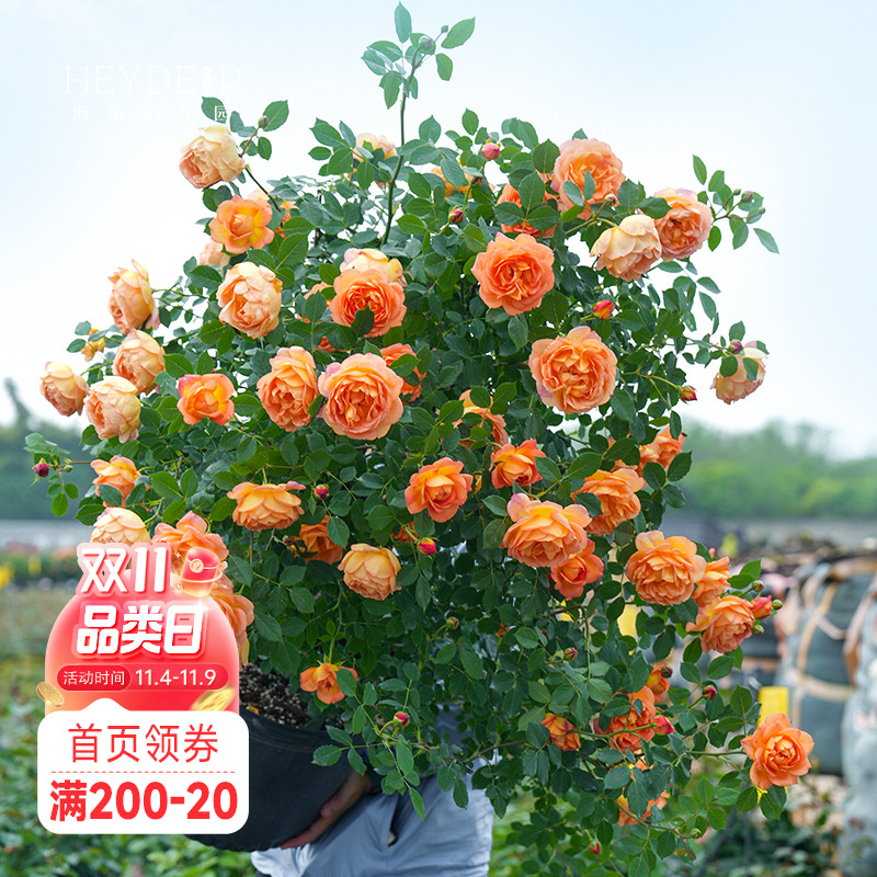 海蒂的花园玫瑰月季花盆栽