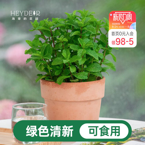 海蒂的花园薄荷盆栽苗