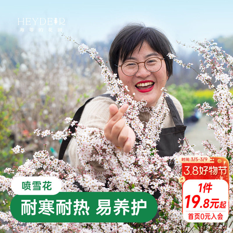 海蒂的花园喷雪花雪柳盆栽锦带绣黄金喷泉线菊溲疏小手球耐寒花卉 - 海蒂的花园 成都总店出品