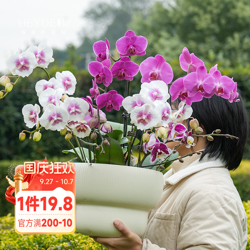 海蒂的花园蝴蝶兰盆栽带花苞大年宵兰花苗白纱宝贝金蝶胡室内花卉
