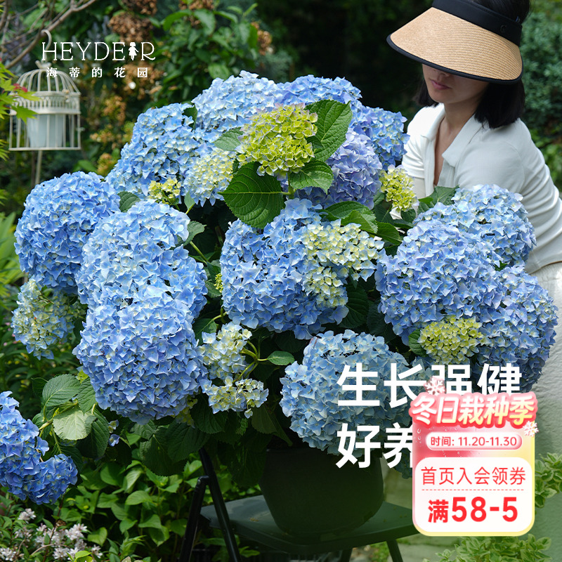 海蒂的花园绣球花大海蓝新品大花新老枝开花切花品种庭院花卉盆栽