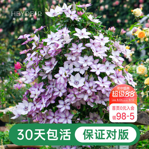 海蒂的花园铁线莲阳台爬藤乌托邦