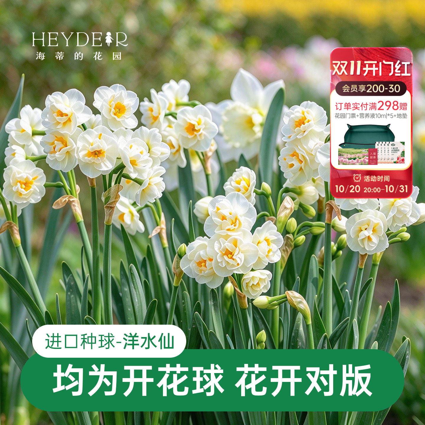 海蒂的花园洋水仙种球水仙花重瓣水养盆栽冬季室内阳台开花海妈